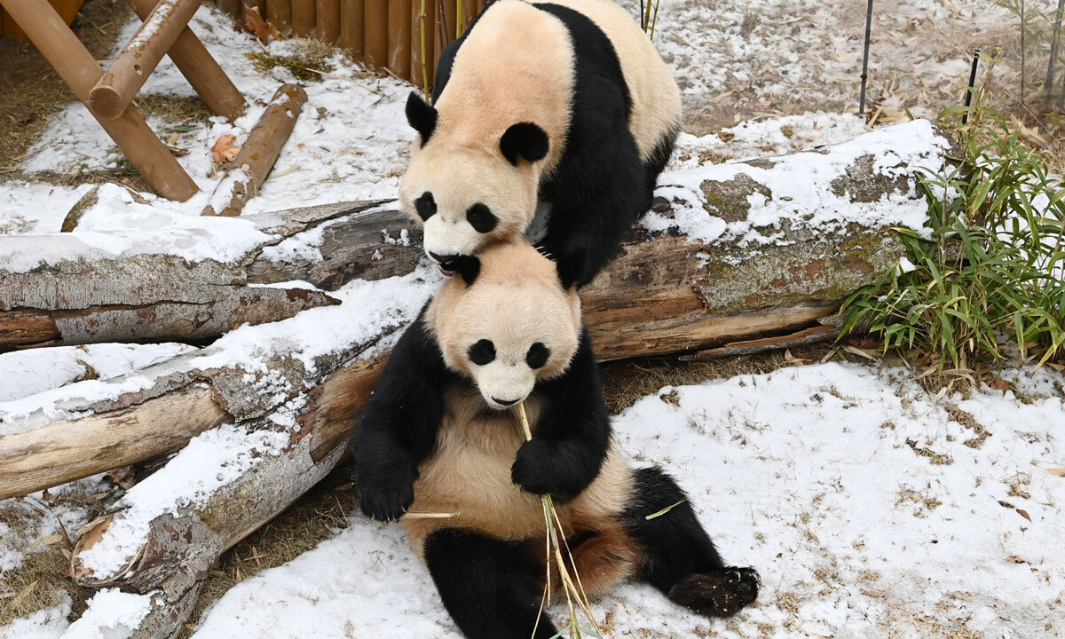 中 판다 추가 대여 추진에… 성난 동물단체 “철회”