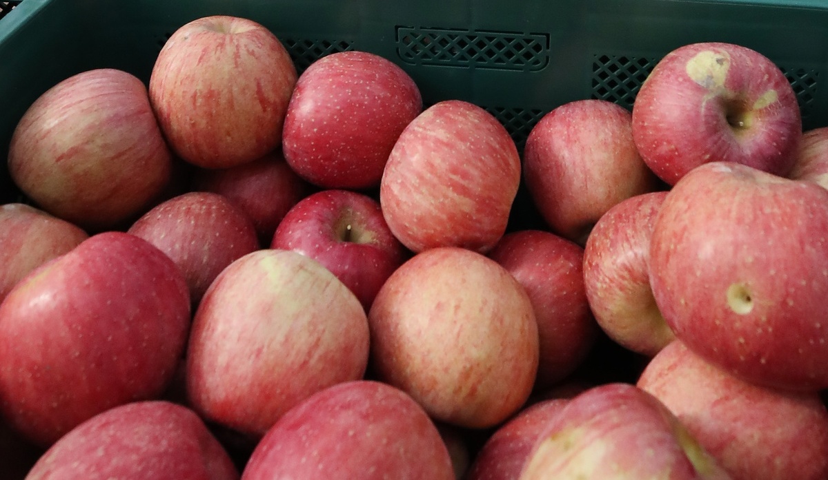 안동농기원 “올해 사과농사 준비는 꽃눈 확인이 먼저”