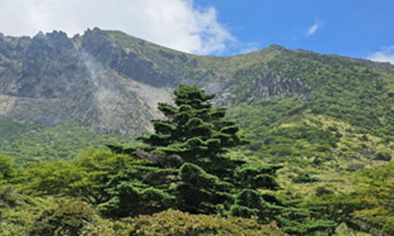 한라산 구상나무 암꽃 3년 주기로 개화 첫 확인