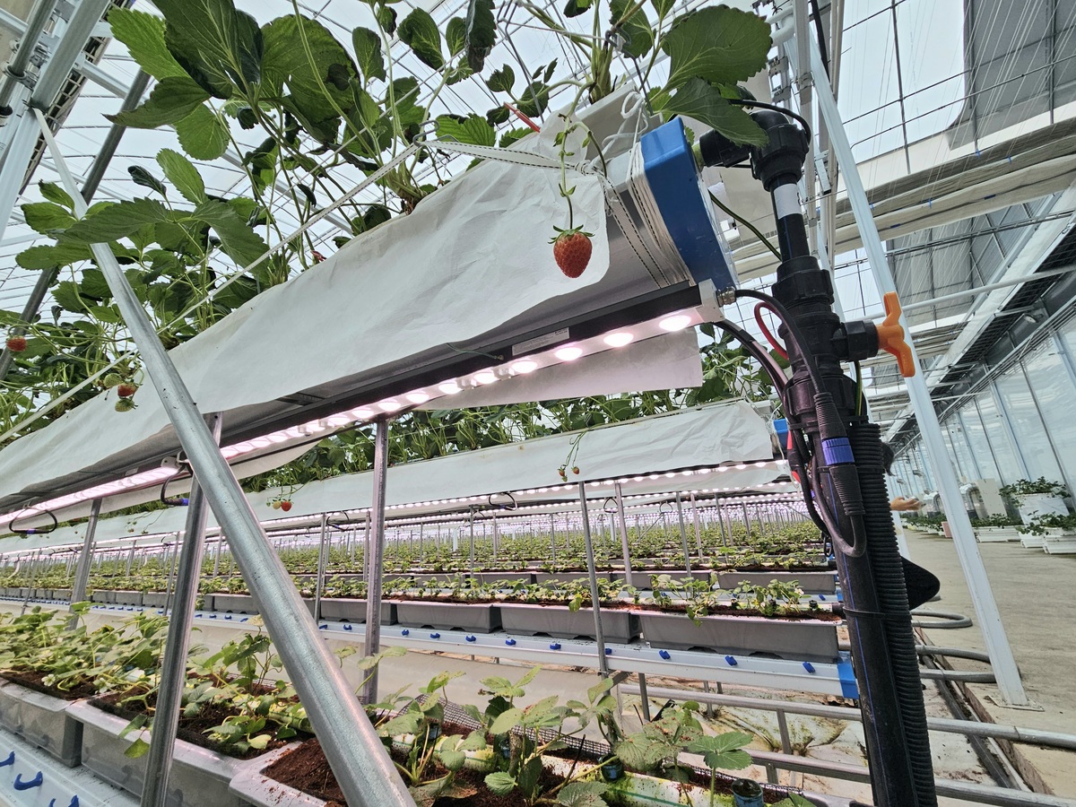 “여름엔 왜 딸기를 못먹는거야?”…20% 성공률의 비결은