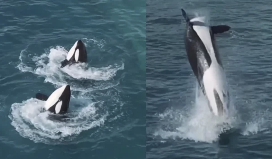 "가슴 아프면서도 아름다워" 폐동물원에 방치된 범고래들, 인기척 느... - 뉴스 썸네일 이미지