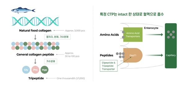 뉴트리 에버콜라겐 주원료 저분자콜라겐펩타이드, 흡수율 54배 달성
