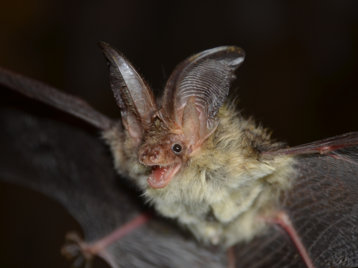 "토끼야, 박쥐야?"...귀 쫑긋한 멸종위기종, 경북 울진서 포착 - 뉴스 썸네일 이미지