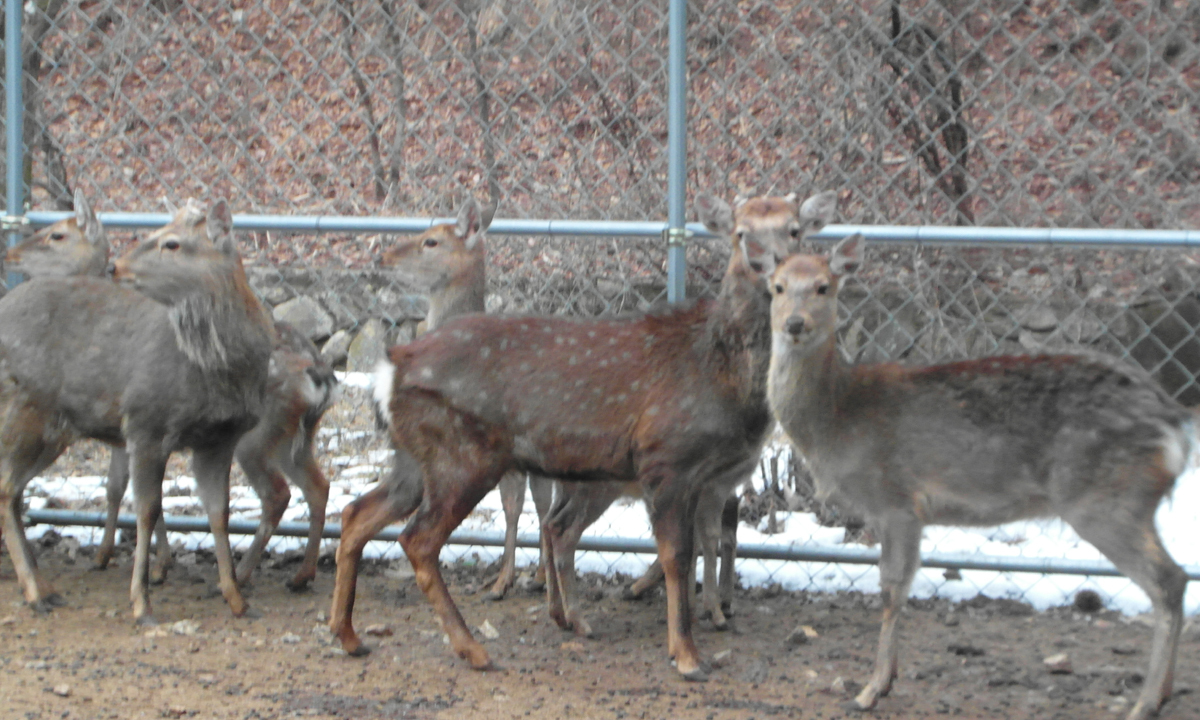 대만꽃사슴, 속리산 희귀식물도 싹쓸이 - 뉴스 썸네일 이미지