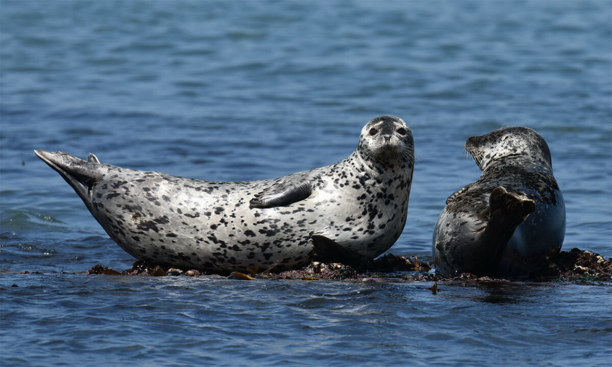 봄이면 한국 찾는 물범, 집 잃고 벼랑 끝...3월 멸종위기 선정 - 뉴스 썸네일 이미지