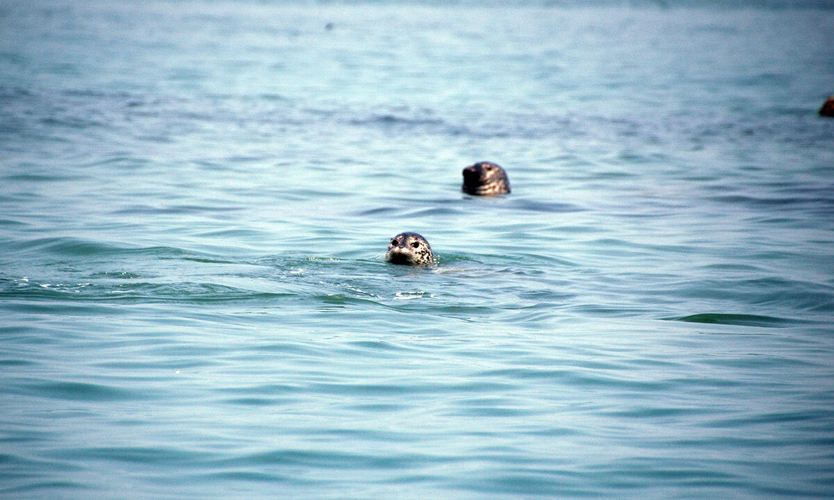 국제적 멸종위기종 목록 개정…‘멸종 확인’ 물범과 1종 삭제