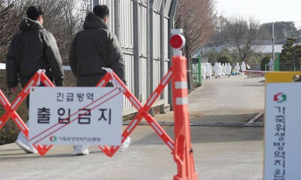 김제 산란계 농장서 또 AI 항원 검출…전북도 “확산 차단 총력”