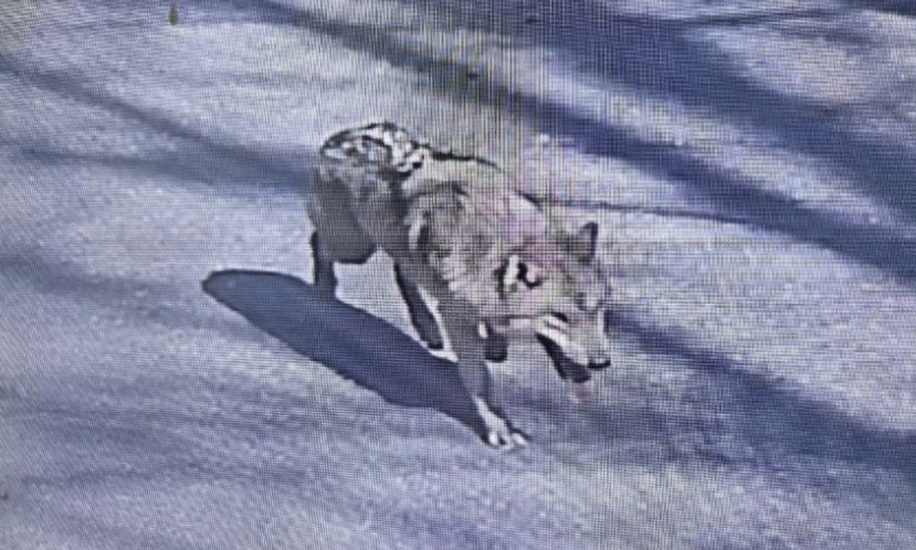 대전 오월드 늑대 탈출 사건 관련 보도 이미지