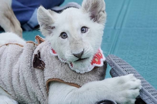대전아쿠아리움 마스코트 아기 백사자 보문이 관련 이미지